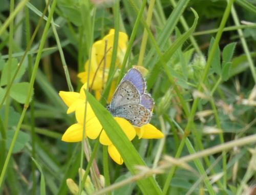 Réf. 227 297 : Plebejus sp.